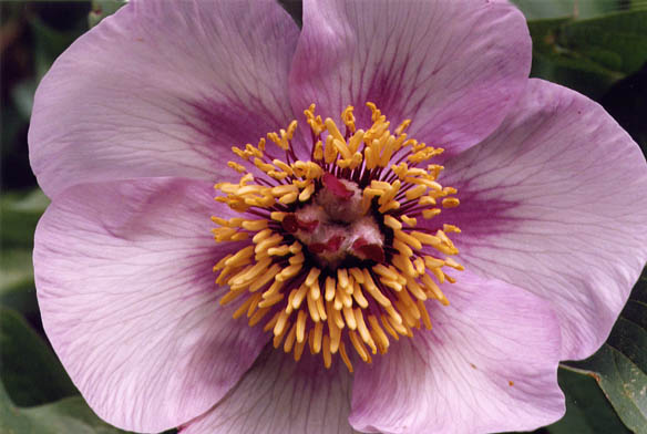 Le prime Peonie